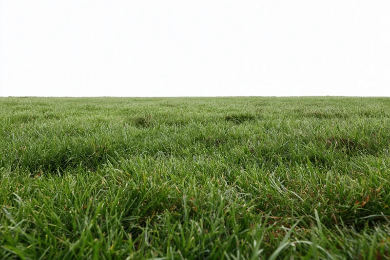 Neatly mowed grass field viewed from ground level with wide horizon and copyspace above