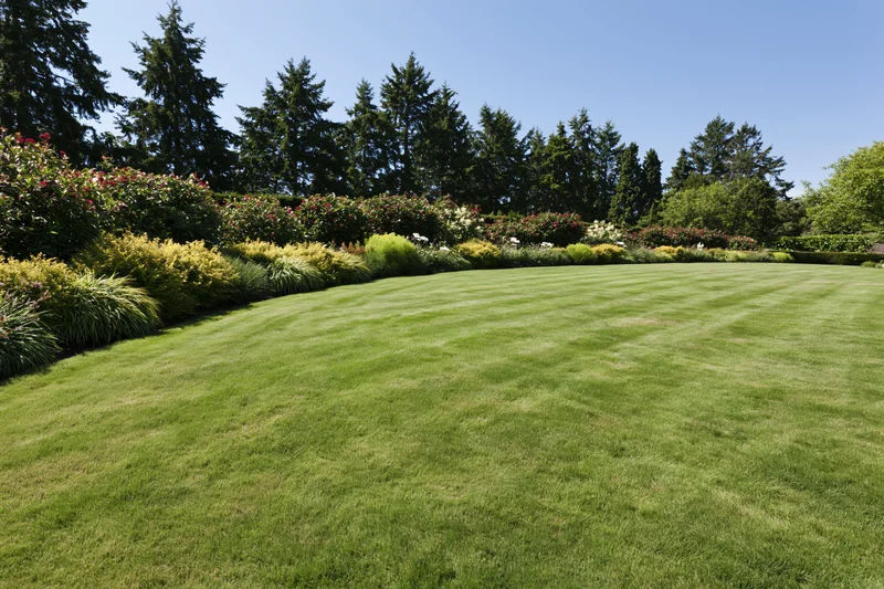 Manicured green lawn stretching toward a curved garden border with shrubs and evergreen trees under a clear blue sky