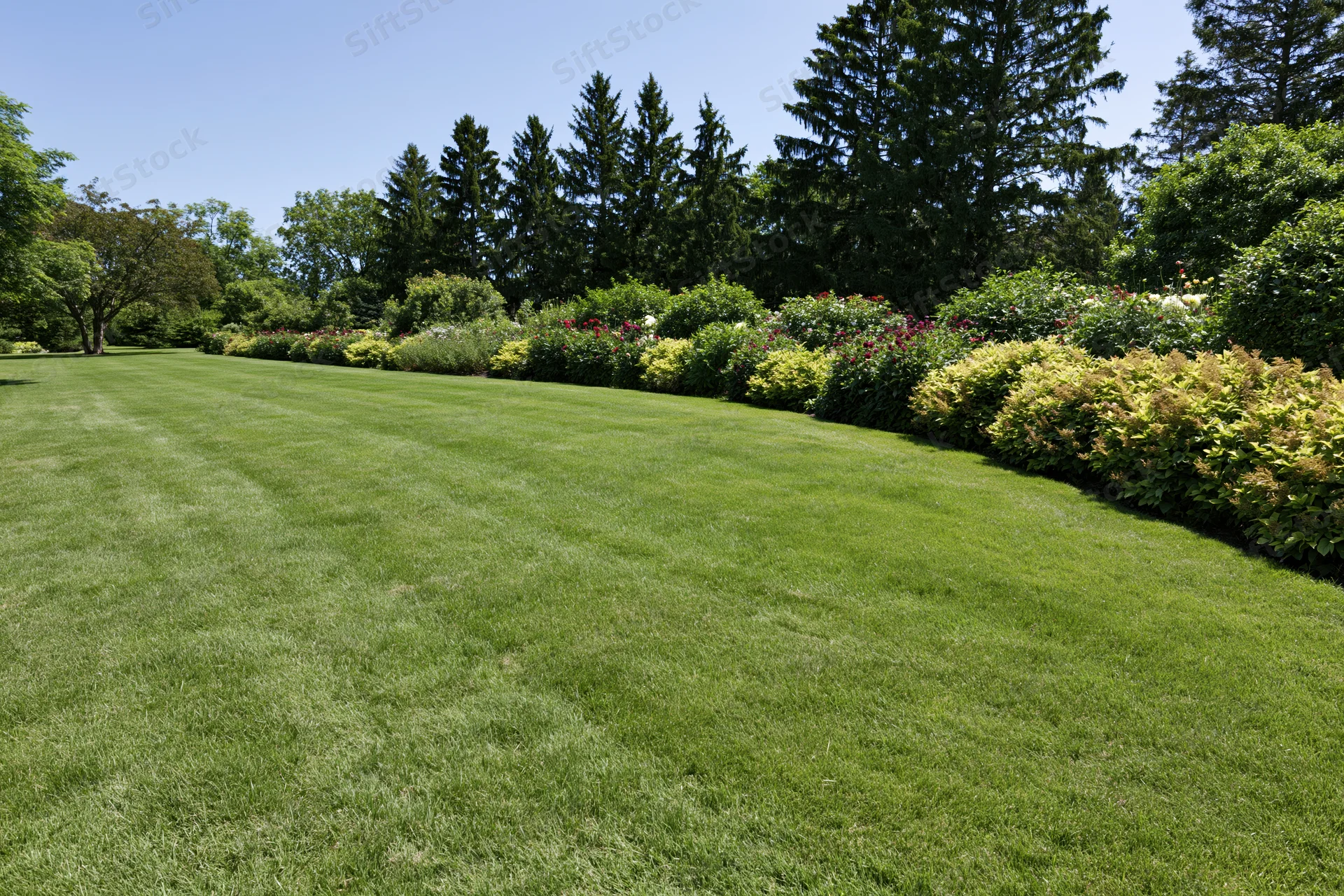 Manicured green lawn stretching toward a curved garden border with shrubs and evergreen trees under clear blue sky