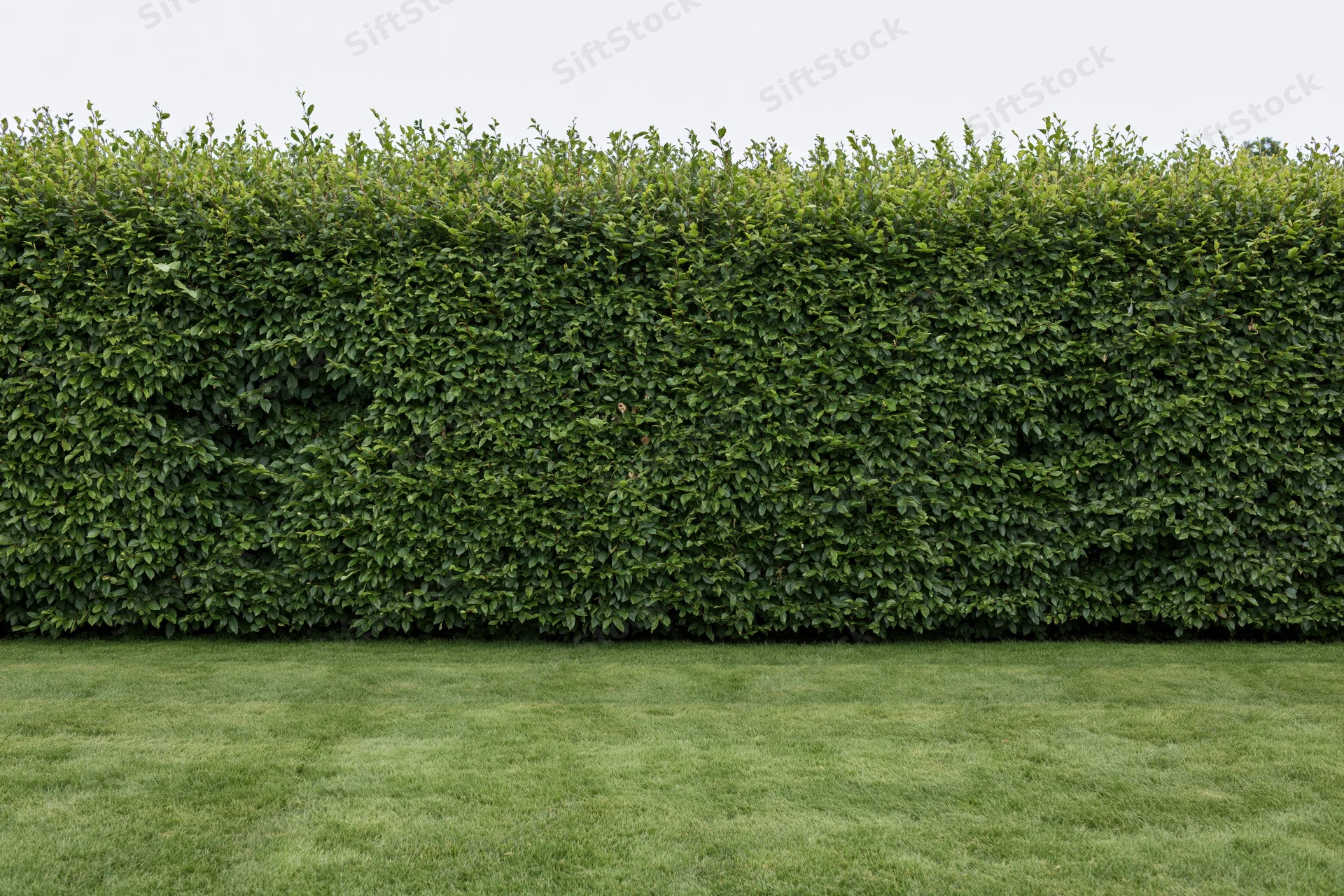 Neatly trimmed tall green hedge wall rising full-frame behind a mown lawn