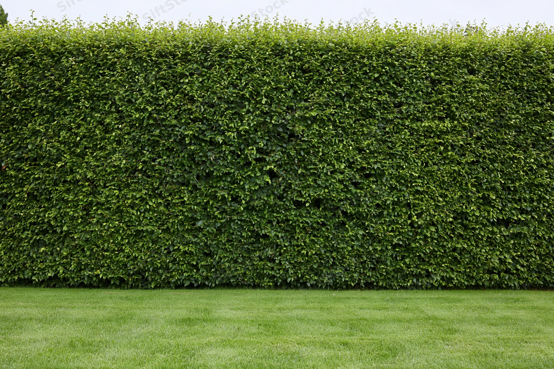 Tall neatly trimmed green hedge wall rising behind a manicured lawn