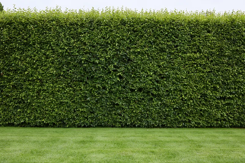 Tall neatly trimmed green hedge wall rising behind a manicured lawn