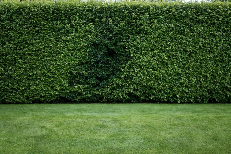 Tall neatly trimmed green hedge wall rising behind a mown lawn in a garden setting