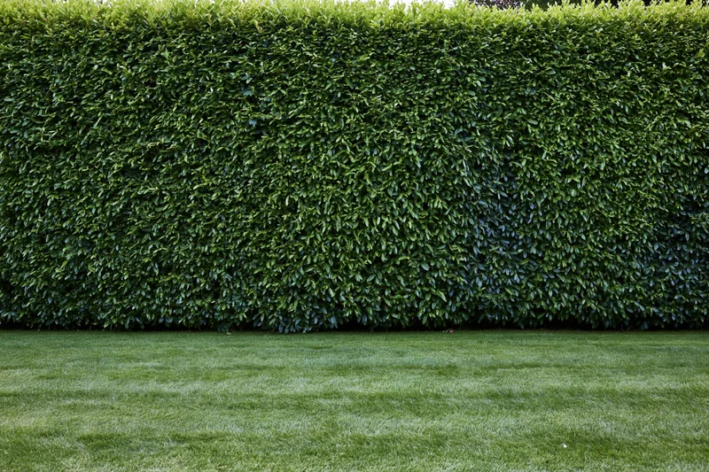 Tall neatly trimmed green hedge wall rising behind a mowed lawn