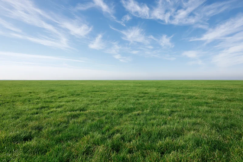 Open grass field stretching to a clean horizon under a blue sky with wispy clouds