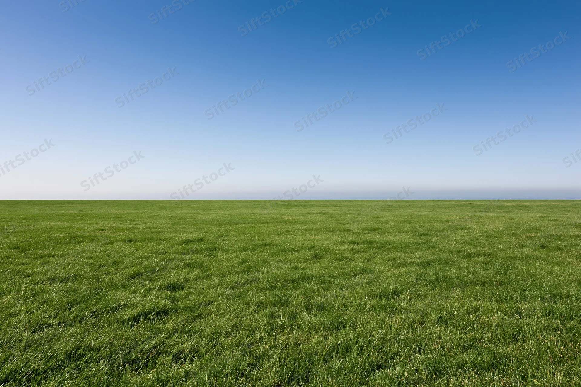Open grass field stretching to flat horizon under clear blue sky