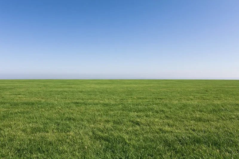 Open grass field stretching to flat horizon under clear blue sky