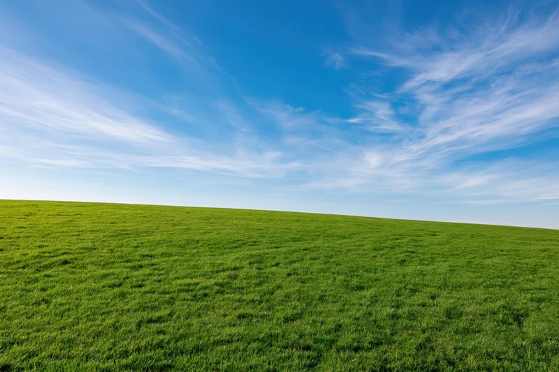 Open grassy field under clear blue sky with low horizon line