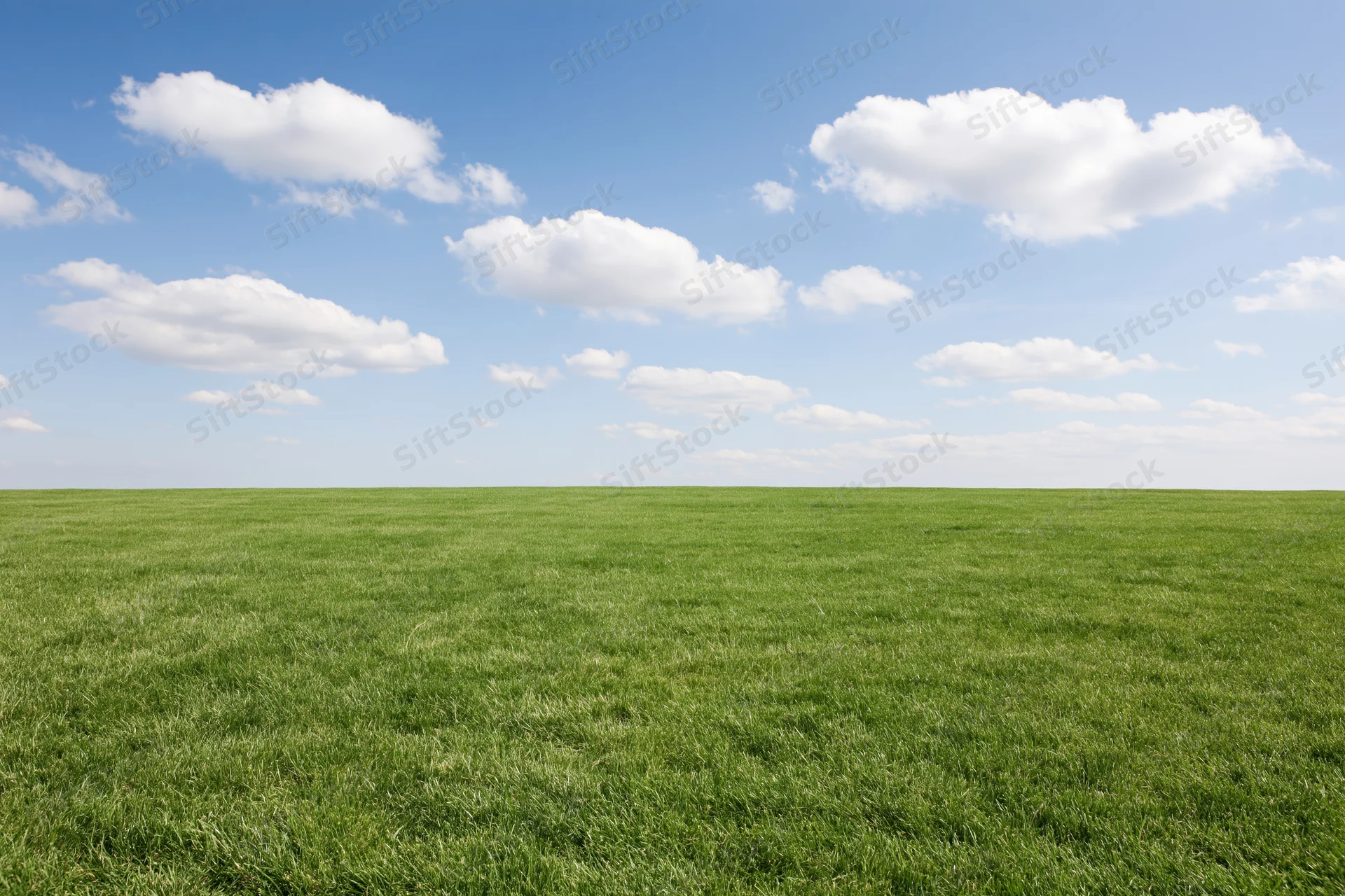 Open grassy meadow stretching to a flat horizon under a blue sky with scattered clouds