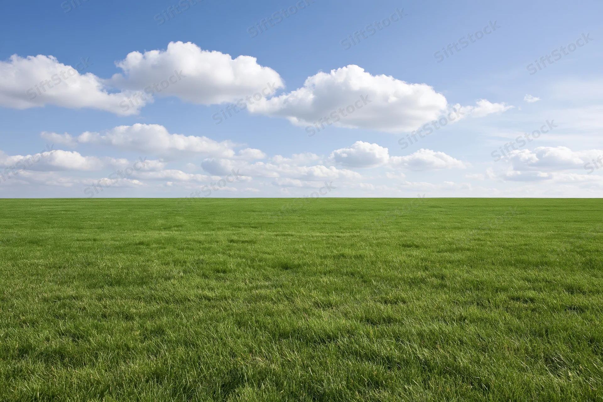 Open grassy meadow stretching to a flat horizon under a blue sky with scattered white clouds
