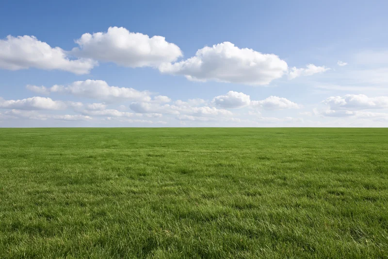 Open grassy meadow stretching to a flat horizon under a blue sky with scattered white clouds