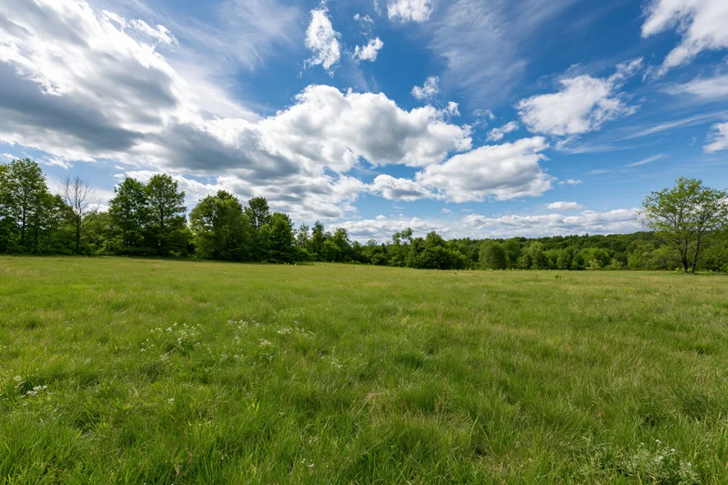 Open grassy meadow stretching to a treeline of mixed deciduous trees under a blue sky with scattered clouds