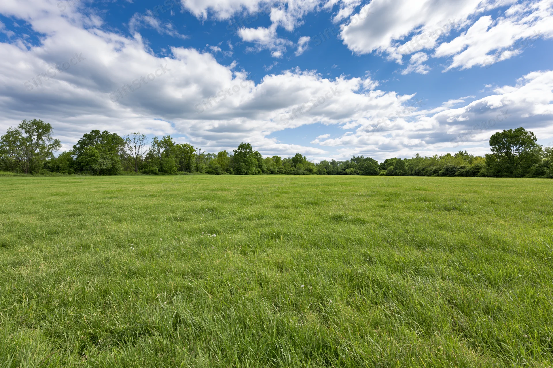 Open grassy meadow stretching to a treeline of mixed deciduous trees under a blue sky with scattered clouds