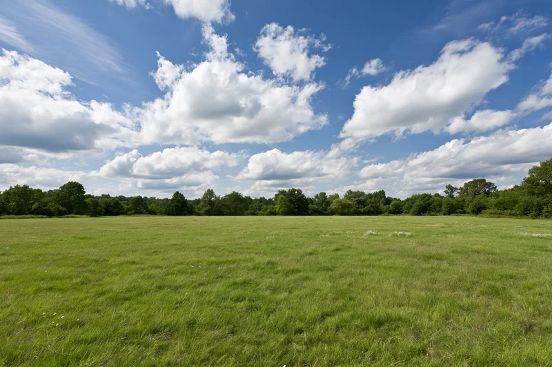 Open grassy meadow stretching to a treeline of mixed deciduous trees under a blue sky with scattered white clouds