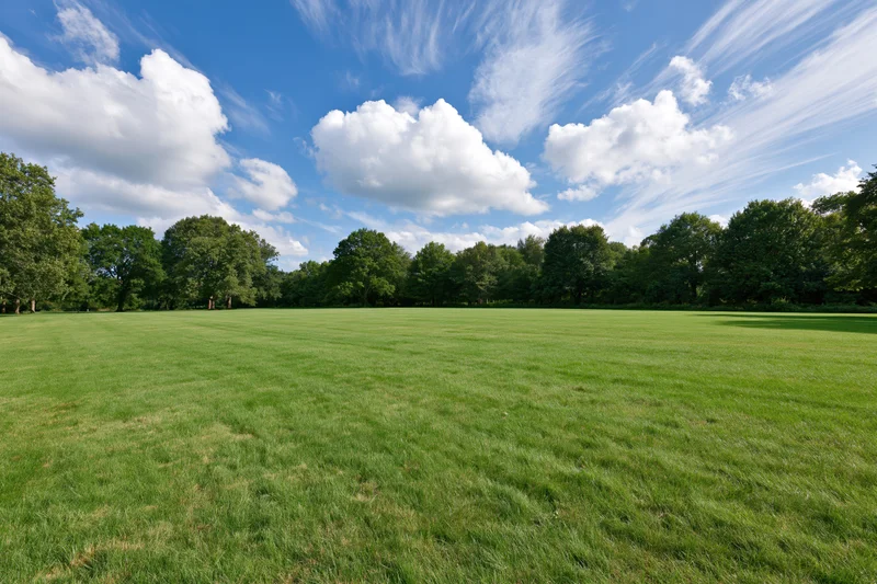 Open grassy meadow stretching toward a treeline of mature deciduous trees under a blue sky with scattered clouds