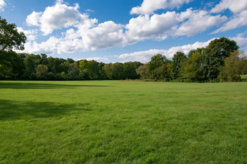 Open grassy meadow stretching toward a treeline of mature deciduous trees under a blue sky with scattered clouds