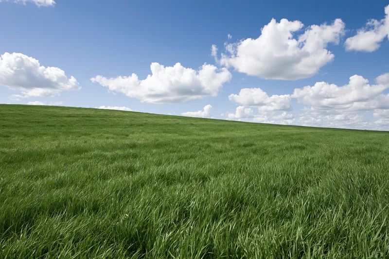 Open green grass field gently rolling toward the horizon under a blue sky with scattered clouds
