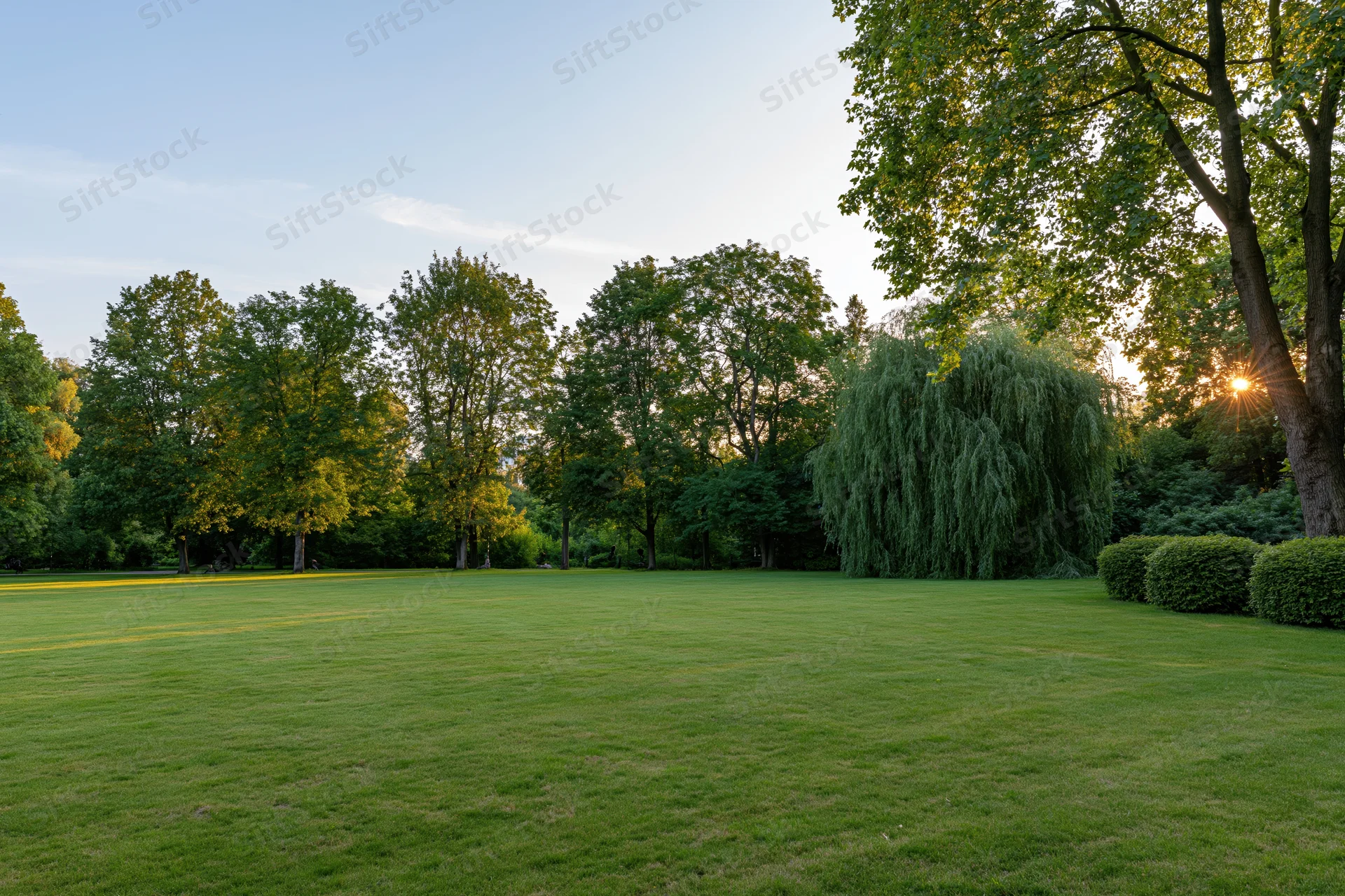 Open green lawn in a manicured city park at sunset with trees and hedges in the background