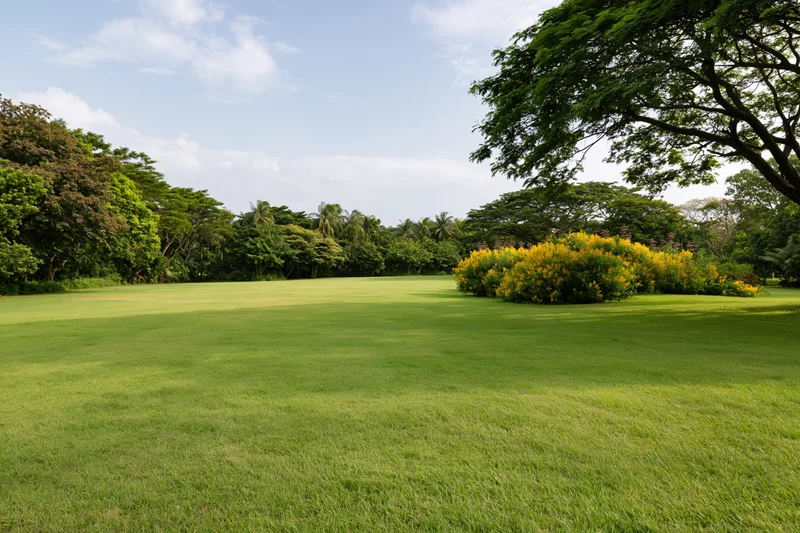 Open green lawn stretching toward a dense treeline of tropical trees with yellow flowering shrubs on the right side