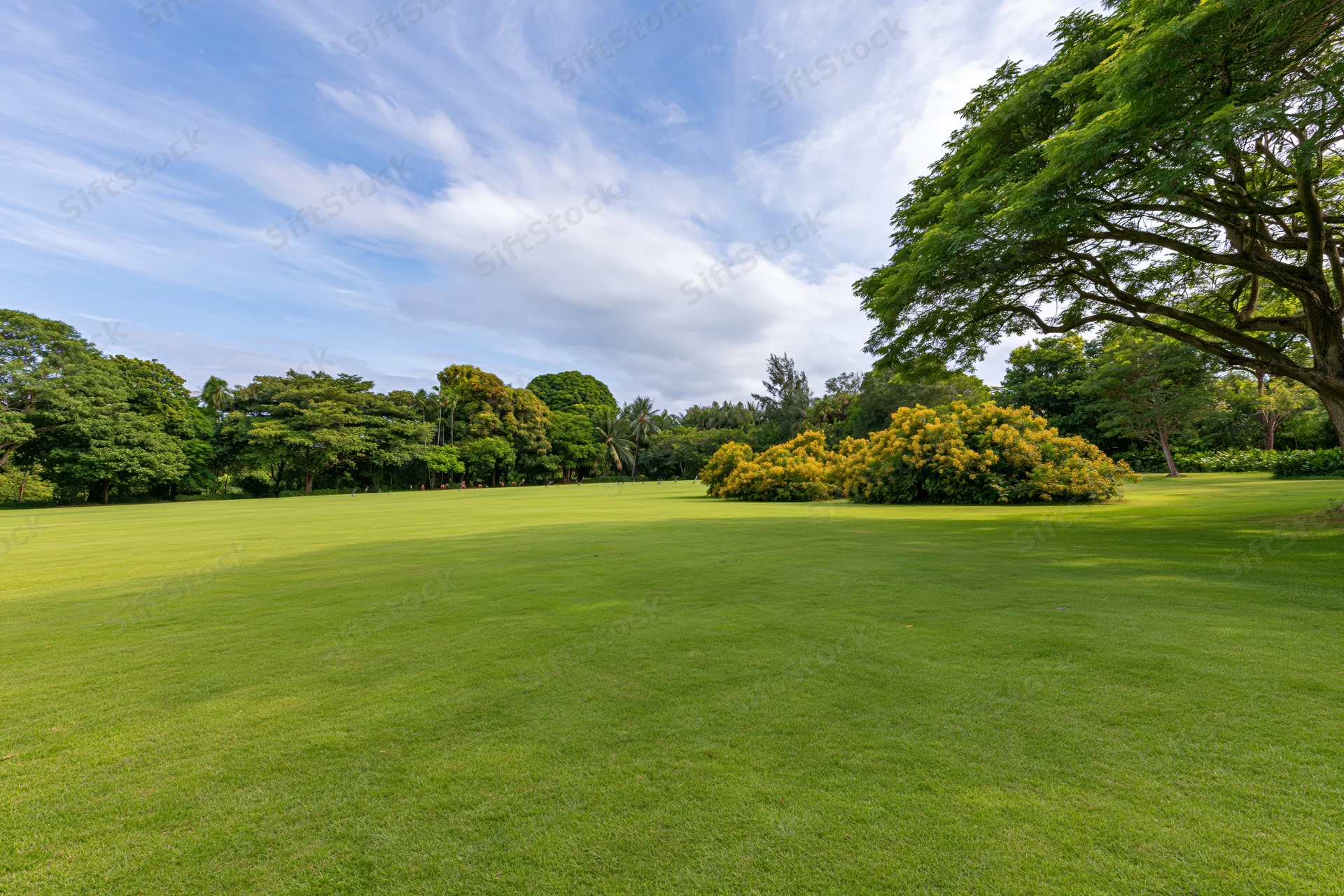 Open green lawn stretching toward a treeline of dense tropical vegetation under a blue sky with scattered clouds