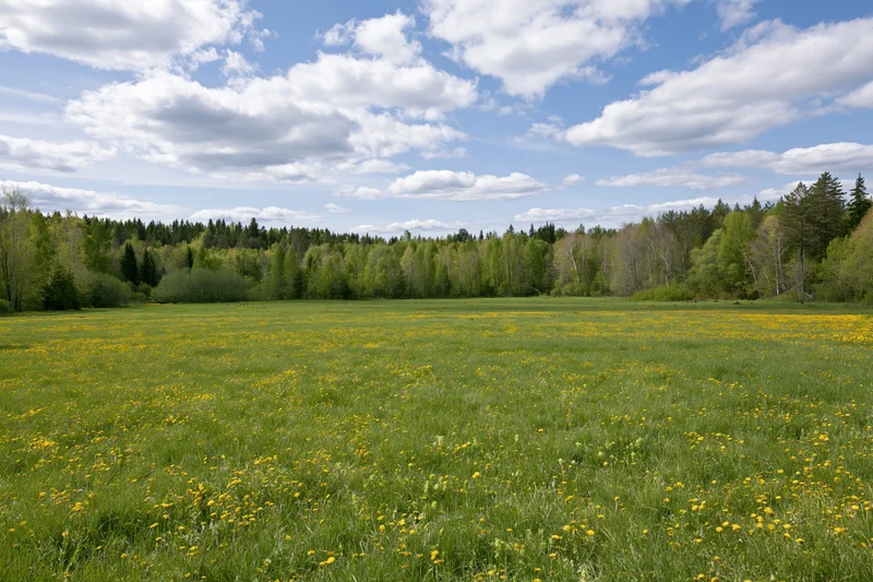 Open meadow covered in green grass and scattered yellow dandelions under a blue sky with clouds, bordered by a dense forest in the distance