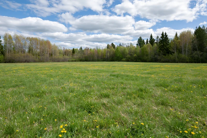 Open meadow covered in green grass and scattered yellow dandelions under a blue sky with white clouds, bordered by a forest of birch and pine trees