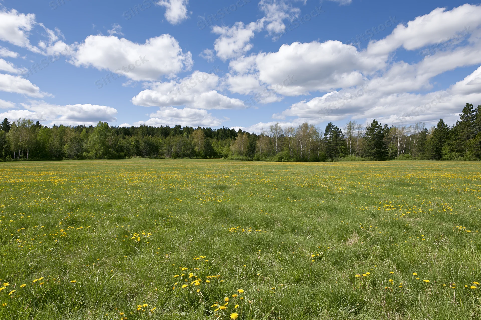 Open meadow covered in green grass and scattered yellow dandelions under a blue sky with white clouds, bordered by a forest of trees in the distance