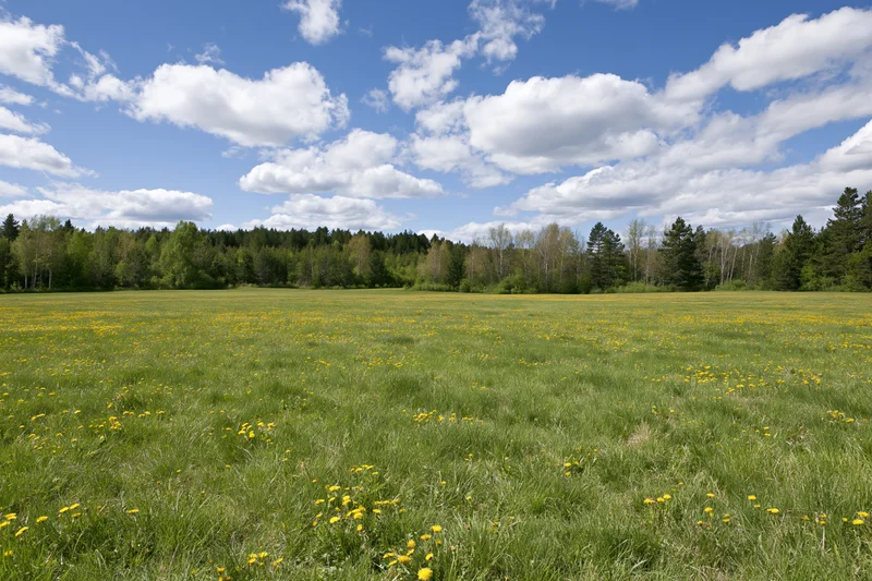 Open meadow covered in green grass and scattered yellow dandelions under a blue sky with white clouds, bordered by a forest of trees in the distance