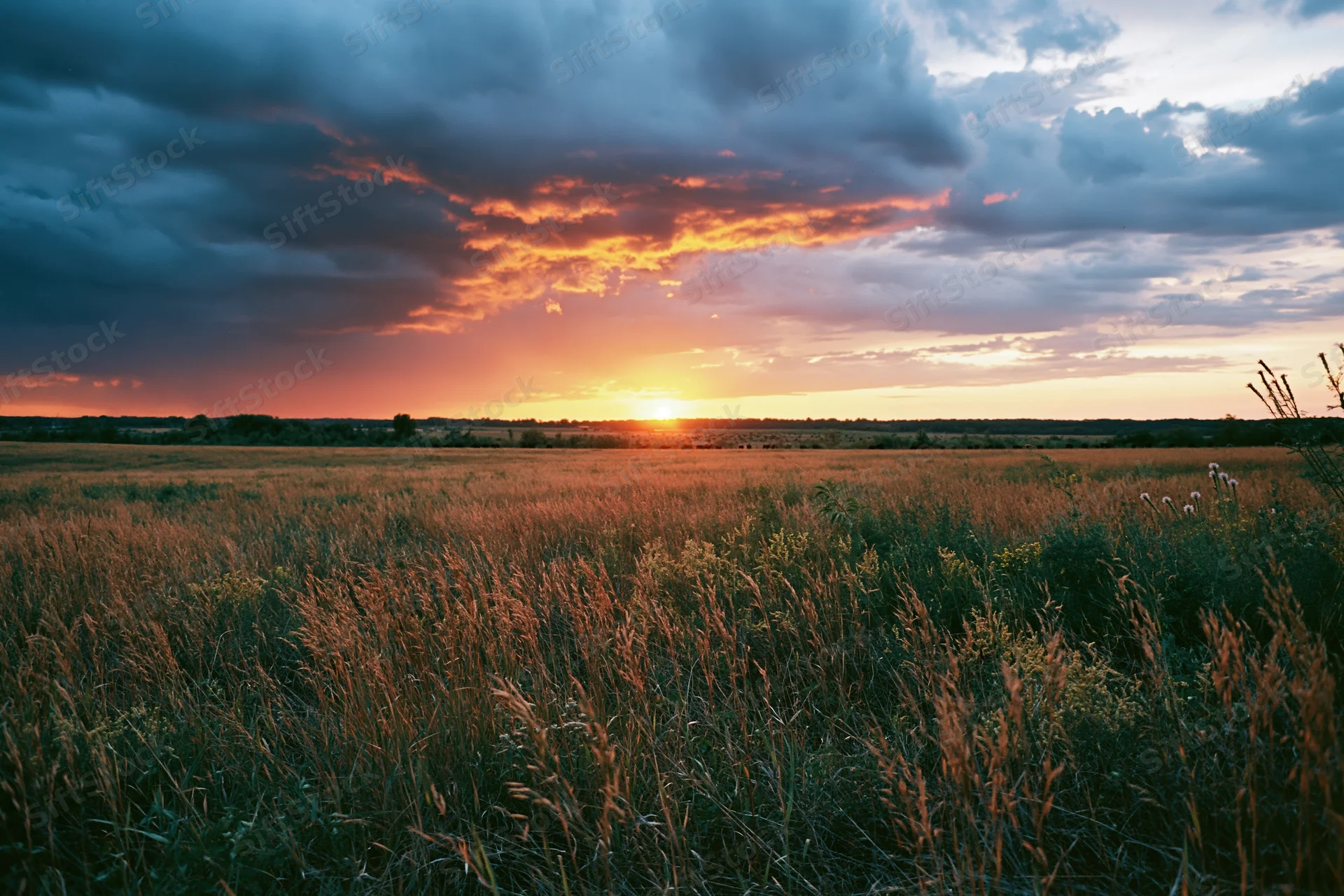 Tall mixed grasses and wildflowers in an open meadow at sunset