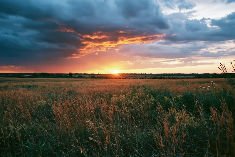 Tall mixed grasses and wildflowers in an open meadow at sunset