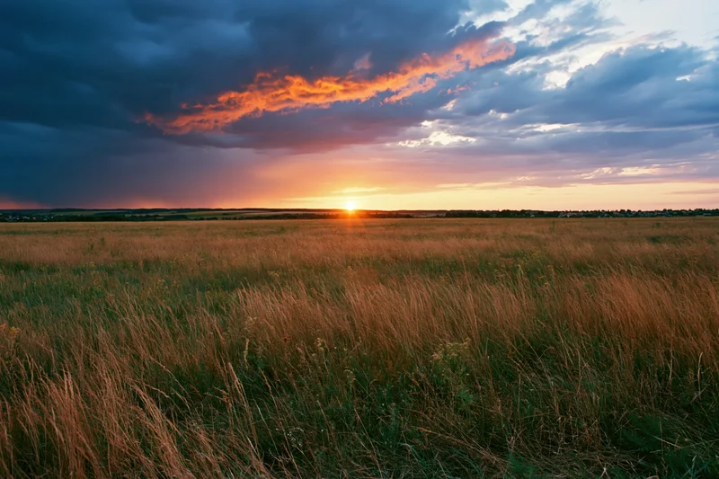 Tall mixed grasses and wildflowers in an open meadow at sunset