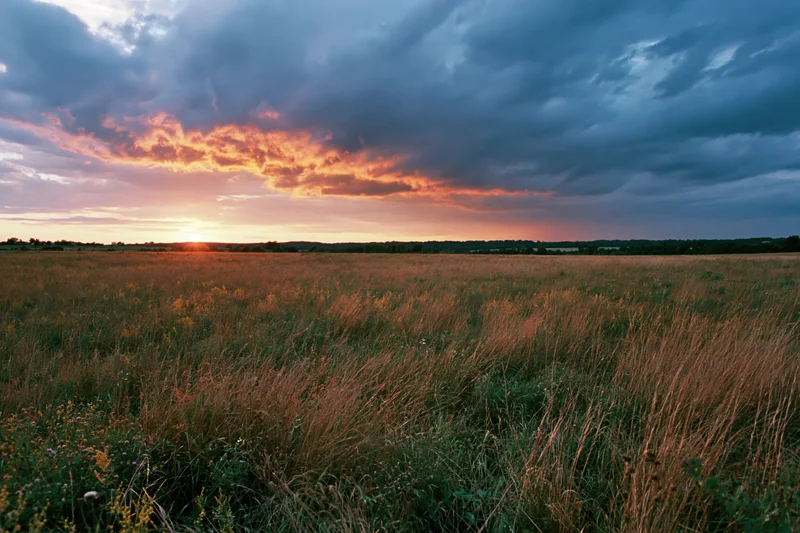 Open meadow of tall mixed grasses and wildflowers stretching toward a sunset horizon