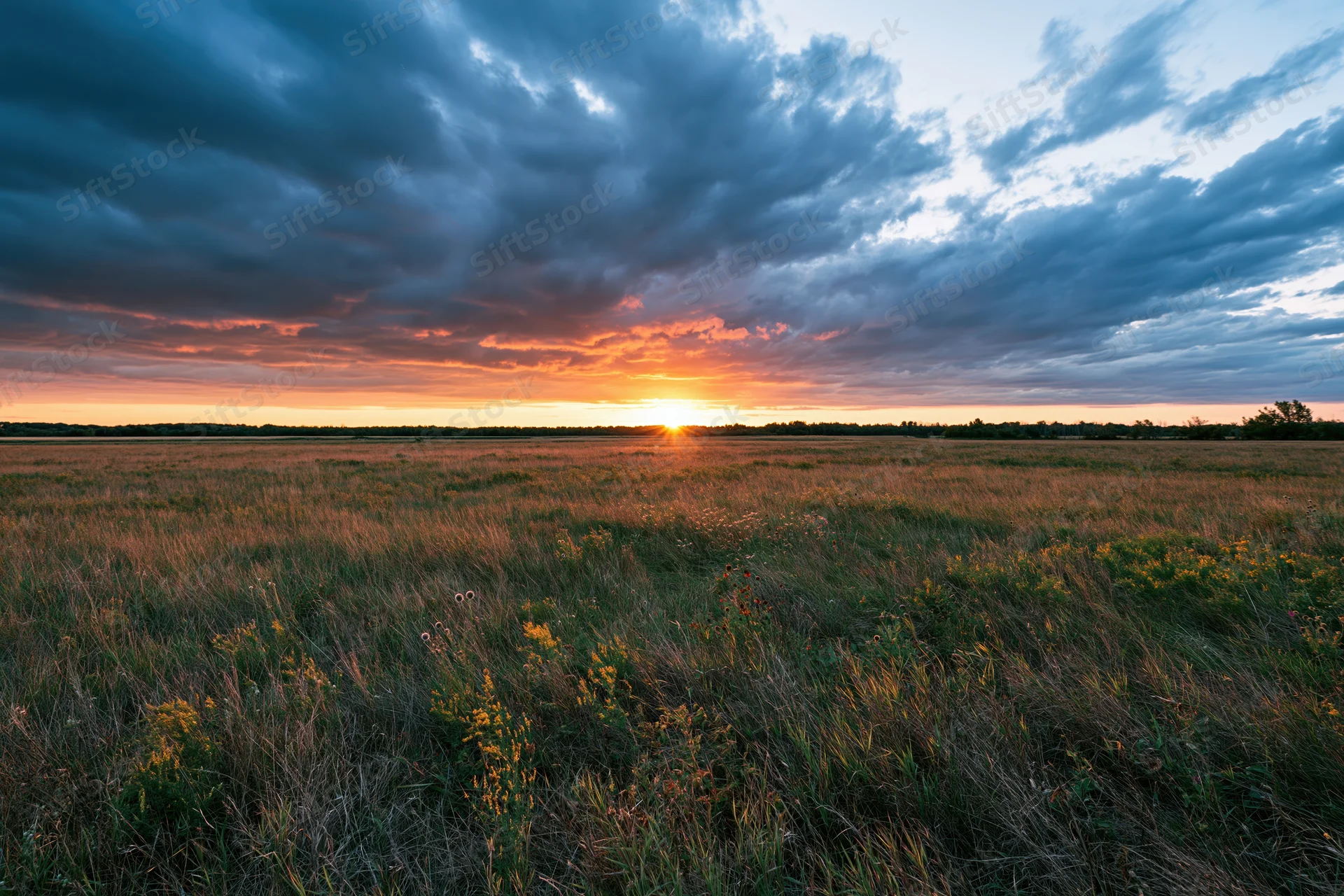 Open meadow of tall mixed grasses and wildflowers stretching to the horizon under a dramatic sunset sky