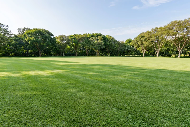 Wide neatly mowed green lawn in open public park bordered by trees under clear blue sky