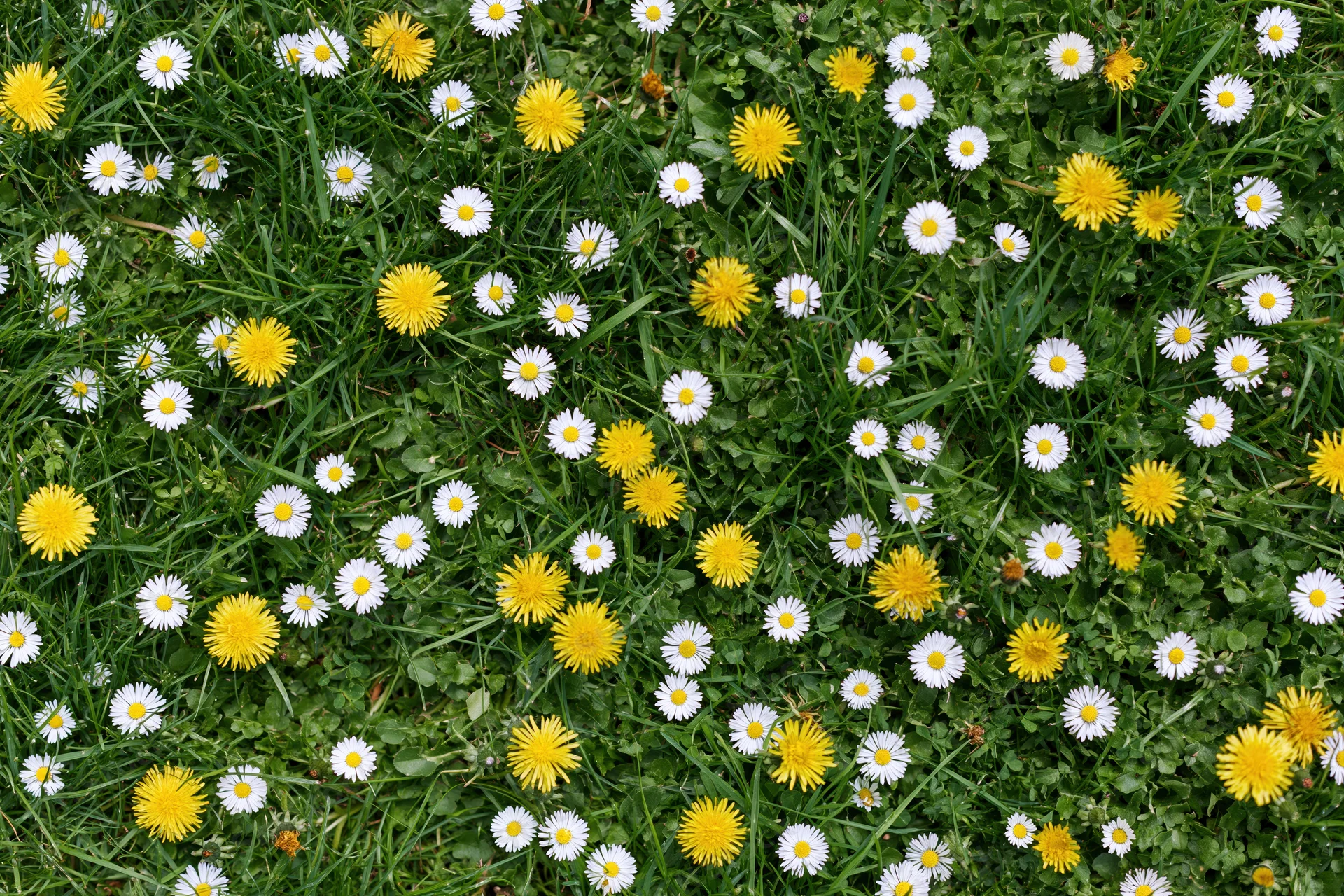 Dense lawn scattered with white daisies and yellow dandelions viewed from above
