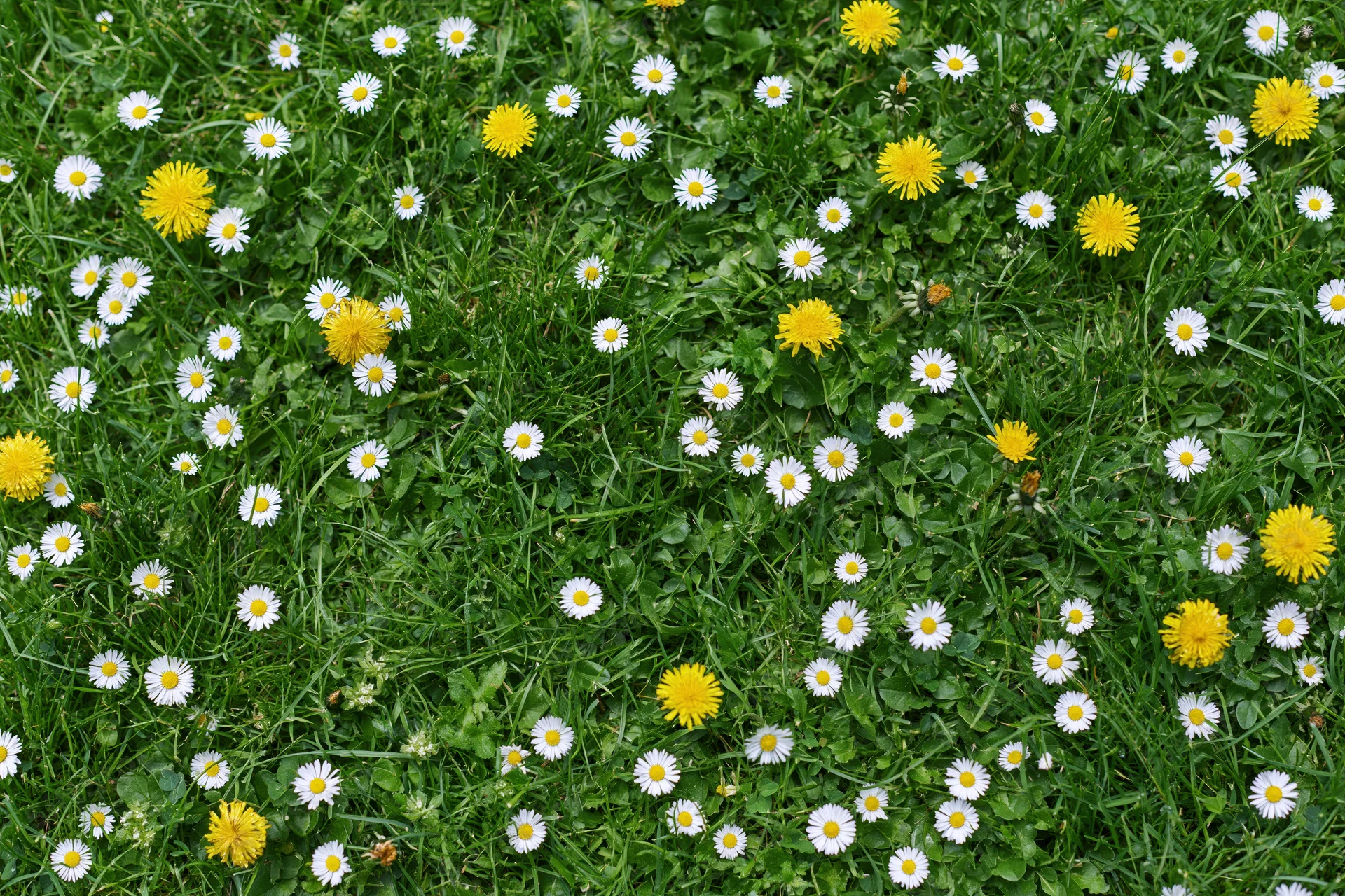 Overhead view of a dense green lawn scattered with white daisies and yellow dandelions