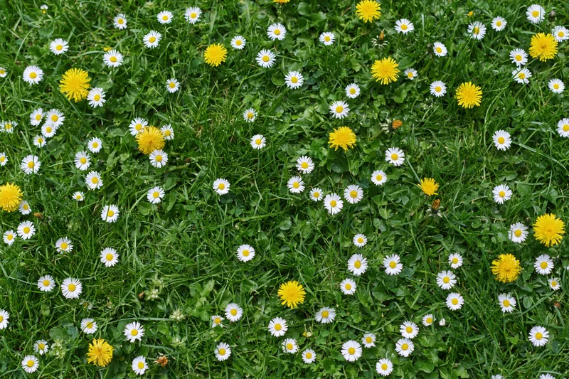 Overhead view of a dense green lawn scattered with white daisies and yellow dandelions