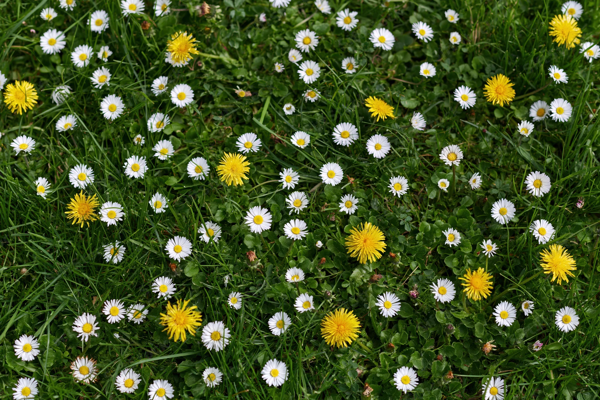 Dense lawn scattered with white daisies and yellow flowers in natural setting