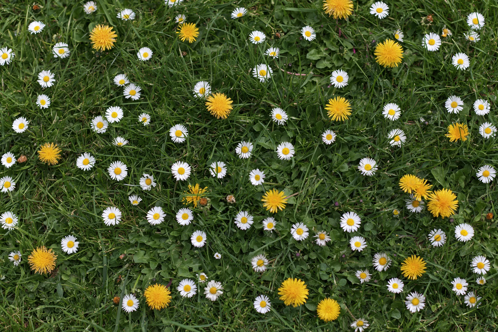 Dense lawn scattered with white daisies and yellow flowers in springtime