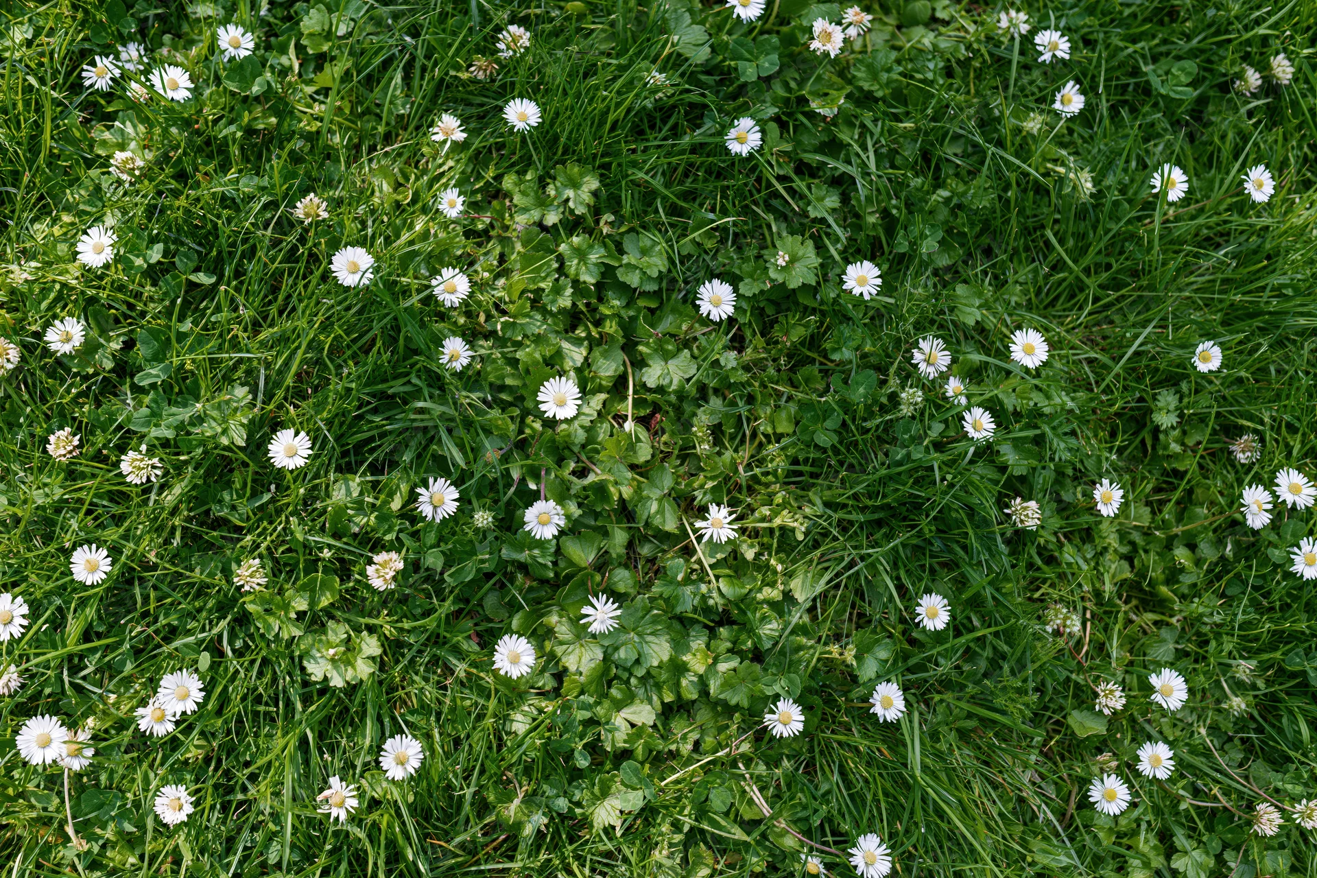 Overhead view of a wild grass lawn scattered with white daisies and clover