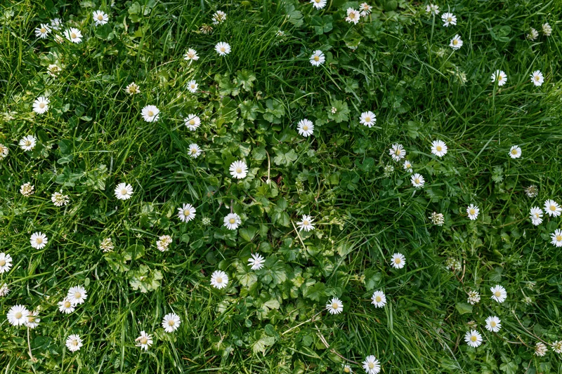 Overhead view of a wild grass lawn scattered with white daisies and clover