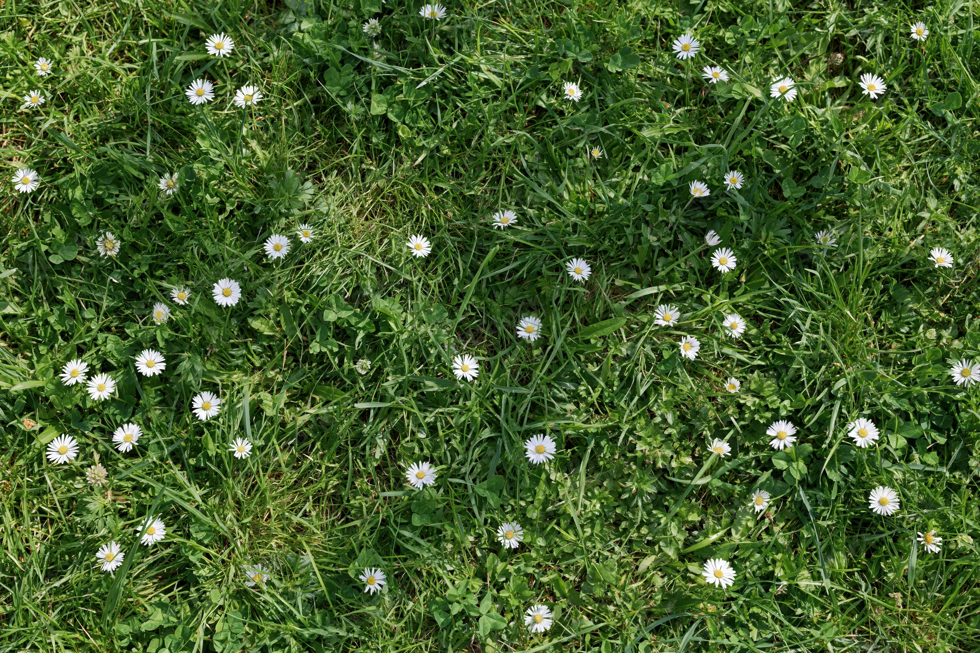 Daisies scattered across a green grass lawn in natural outdoor setting