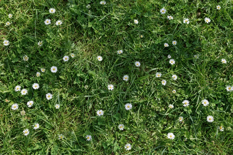 Daisies scattered across a green grass lawn in natural outdoor setting