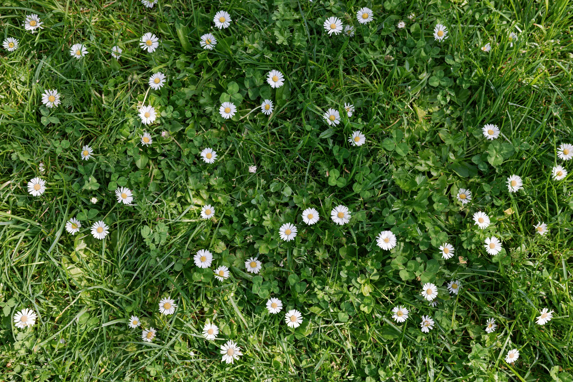 Overhead view of a wild grass lawn scattered with white daisies and clover