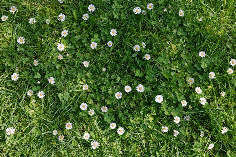 Overhead view of a wild grass lawn scattered with white daisies and clover