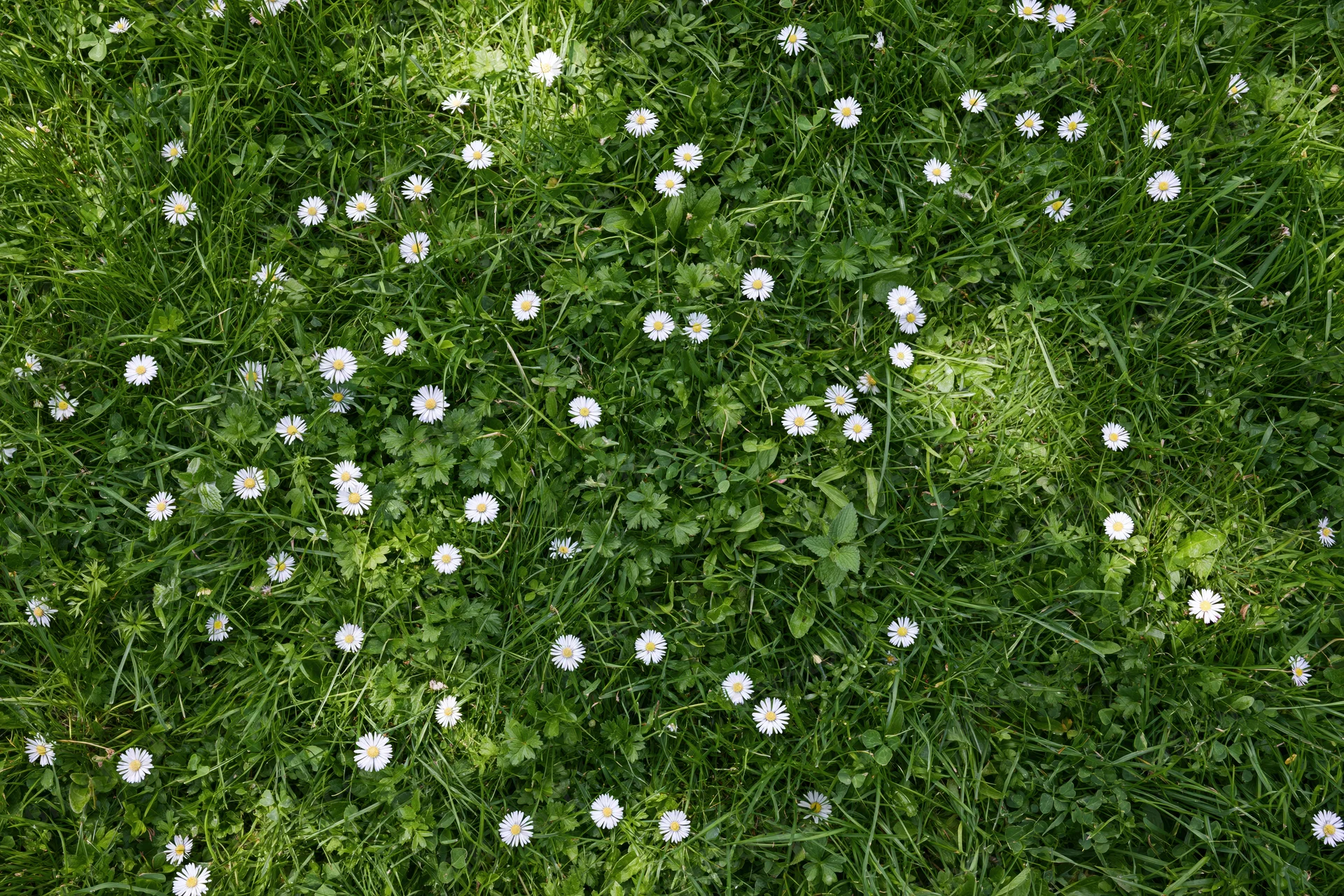Overhead view of a green grass lawn scattered with white daisies and clover