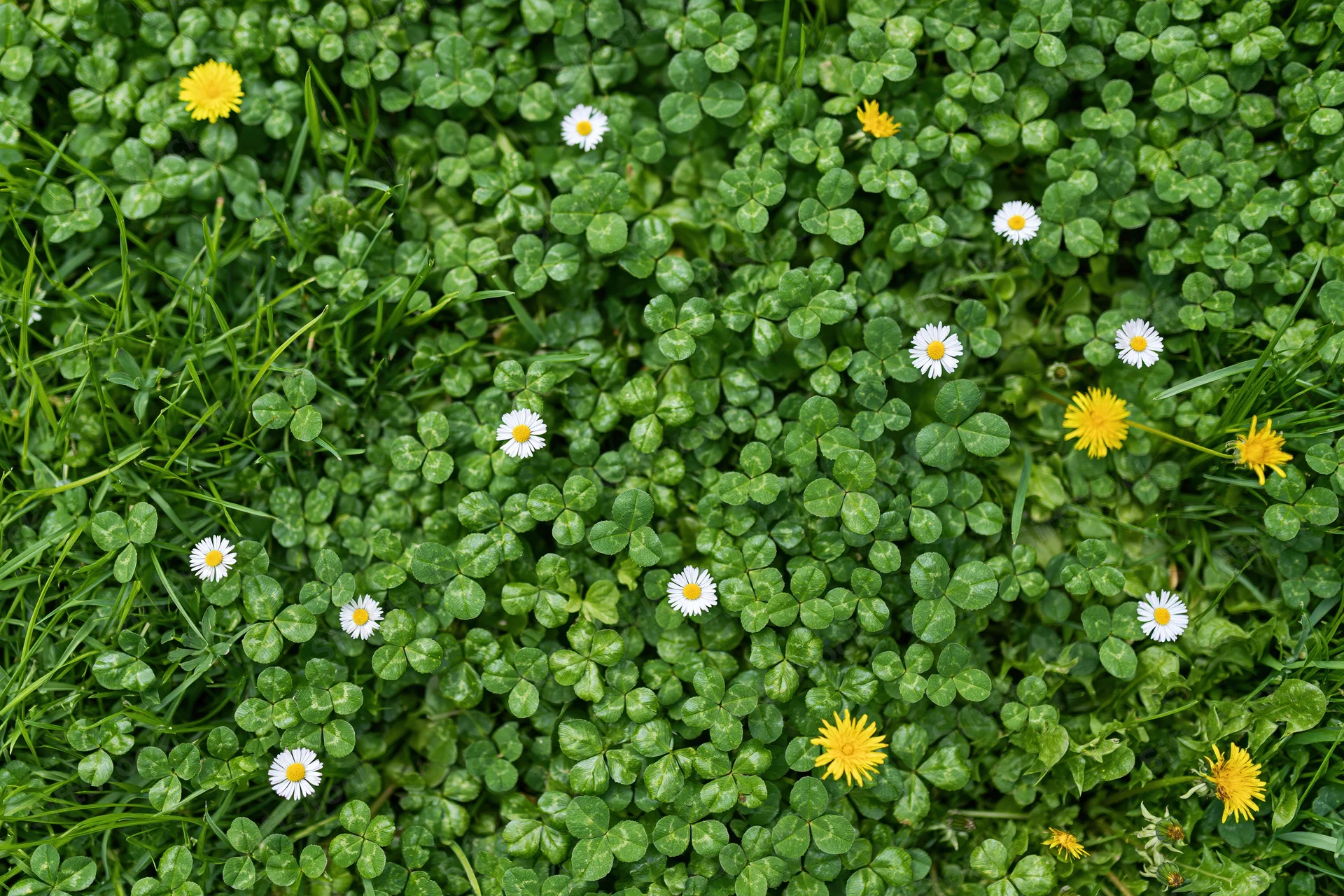 Overhead view of a lawn covered in clover with scattered white daisies and yellow flowers