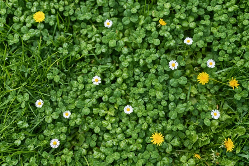 Overhead view of a lawn covered in clover with scattered white daisies and yellow flowers