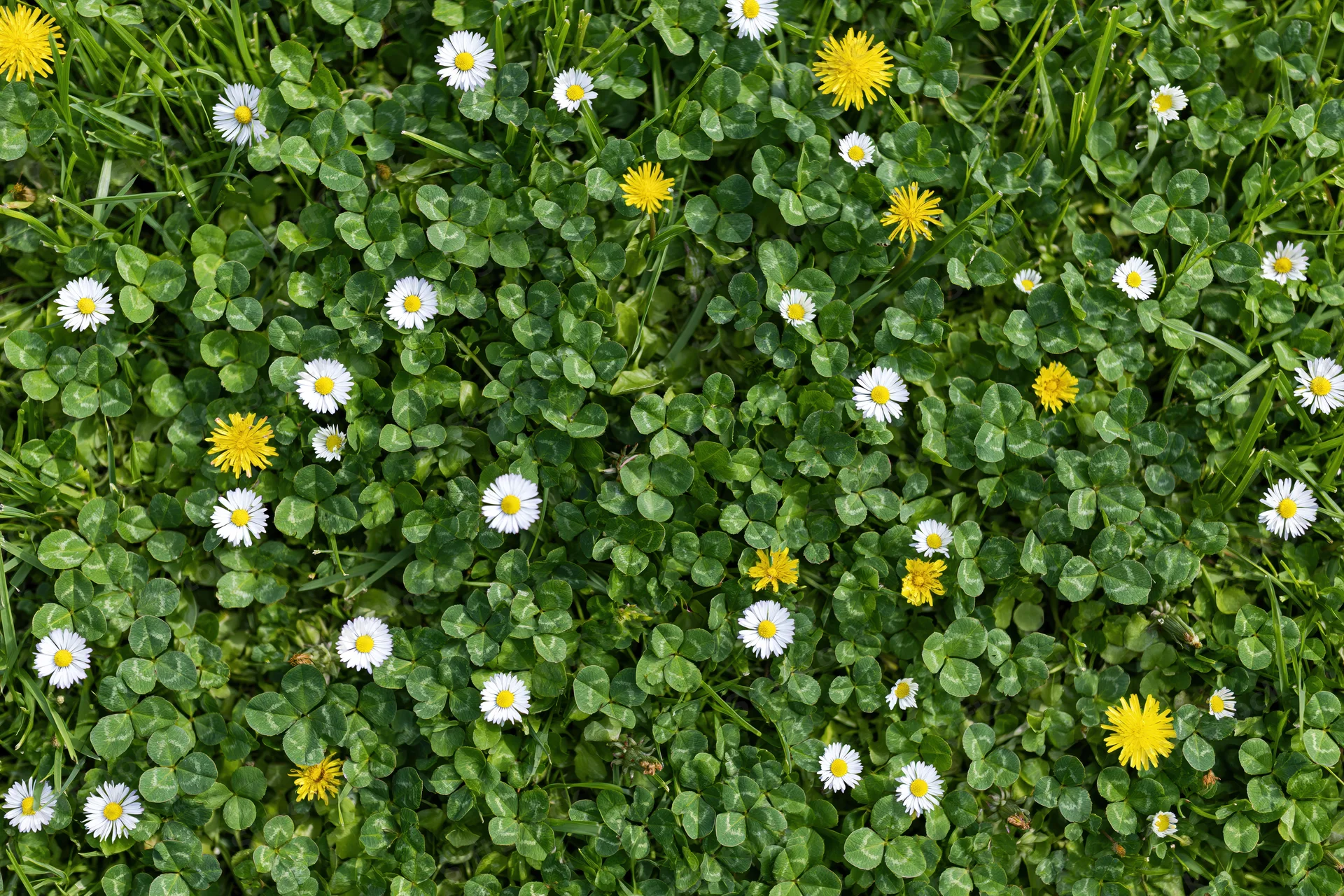 Overhead view of a lawn with scattered white daisies and yellow flowers among green clover leaves