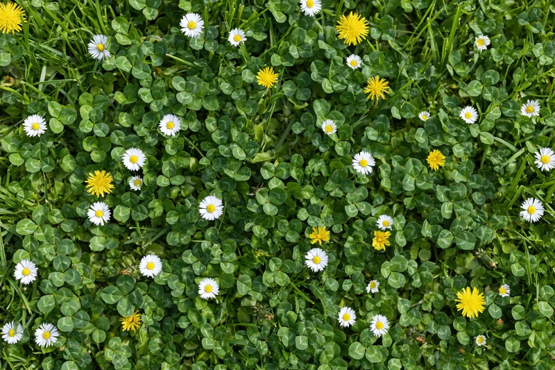 Overhead view of a lawn with scattered white daisies and yellow flowers among green clover leaves